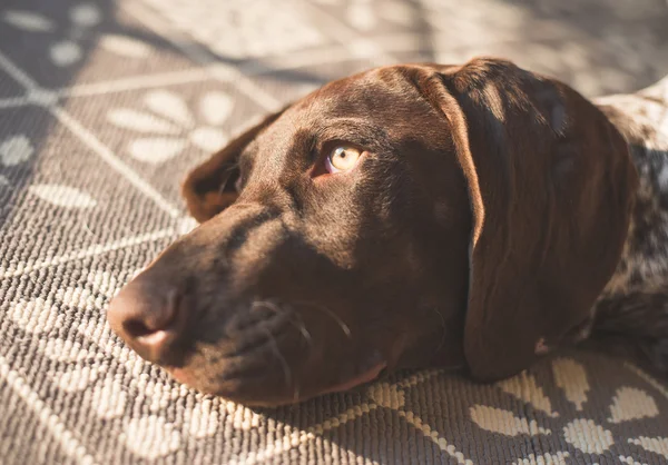 Lui Duitse hond liggend op tapijt thuis — Stockfoto