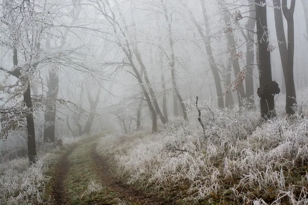 Camino de invierno congelado vacío en el bosque —  Fotos de Stock