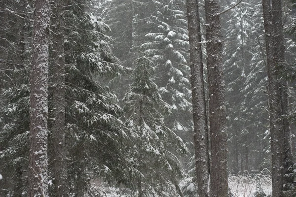 Bosque de nieve invierno —  Fotos de Stock