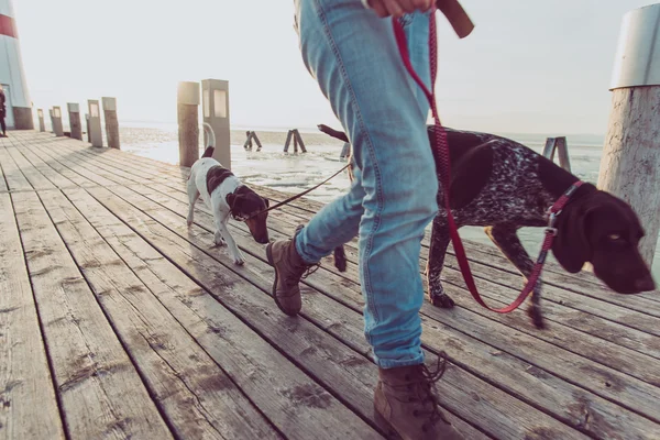 Feche a imagem de pernas de mulher durante a caminhada de cão. Jovem fêmea seguida de dois cães . — Fotografia de Stock