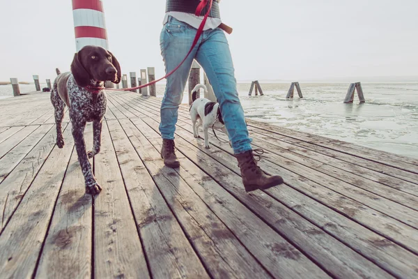 Cerrar imagen de las piernas de la mujer durante el paseo del perro. Joven hembra seguida de dos perros . —  Fotos de Stock