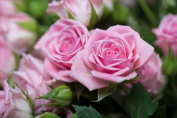 Roze rozen in de tuin — Stockfoto