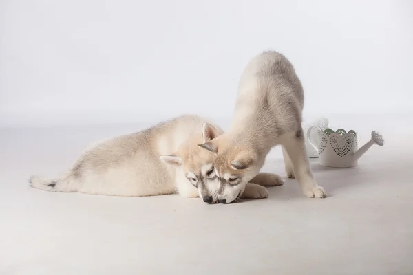 Filhotes de cachorro husky siberianos — Fotografia de Stock