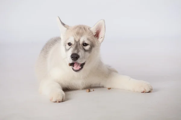 Siberiano Husky cão — Fotografia de Stock