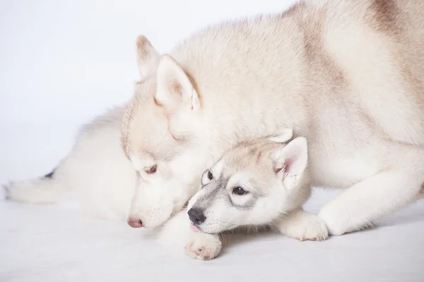 Psi sibiřský husky — Stock fotografie