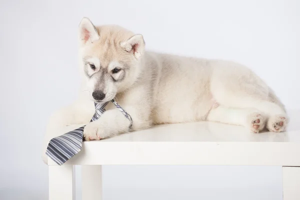 Siberiano husky cachorro —  Fotos de Stock