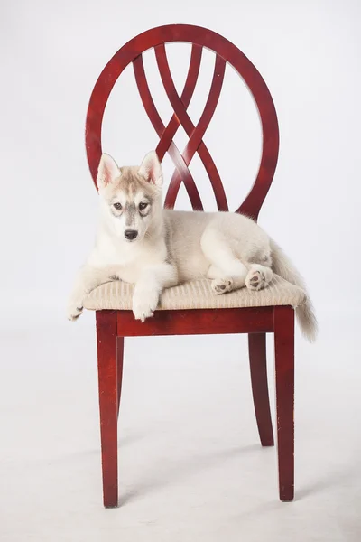 Chiot husky sibérien — Photo