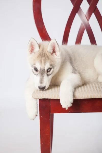 Chiot husky sibérien — Photo