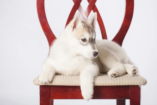 Siberiano husky cachorro —  Fotos de Stock