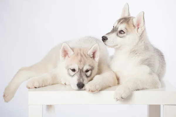 Filhotes de cachorro husky siberianos — Fotografia de Stock