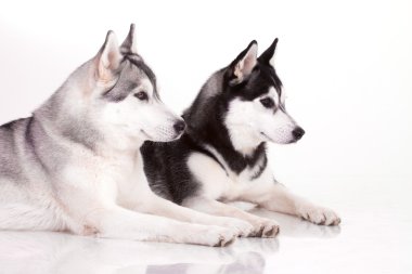 Sibirya Husky köpeği