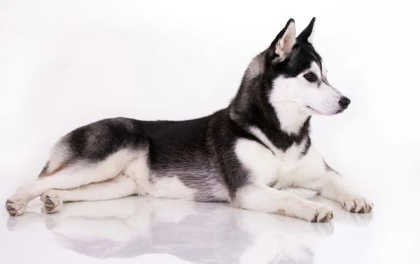 Szibériai husky kutya — Stock Fotó