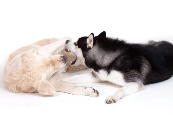 Sibirya husky köpek ve labrador — Stok fotoğraf