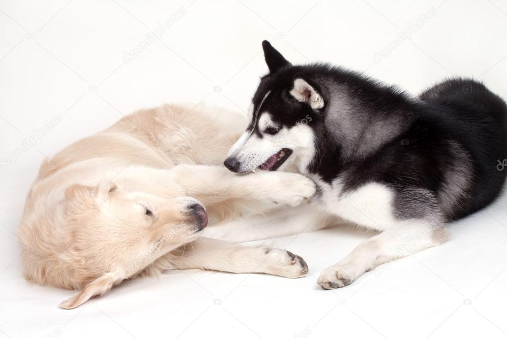 Siberian husky dog and labrador — Stock Photo © Saksoni #124253176