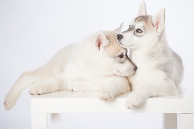 Sibirya husky köpek