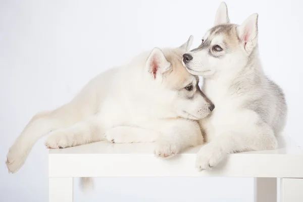 Perros husky siberianos — Foto de Stock