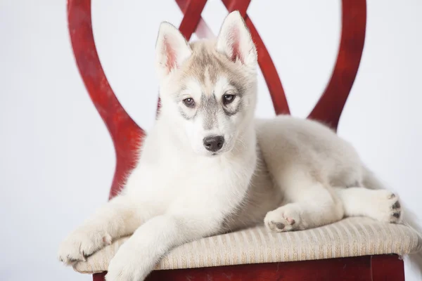 Cane siberiano Husky — Foto Stock