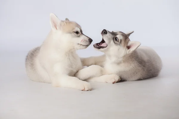 Perros husky siberianos — Foto de Stock