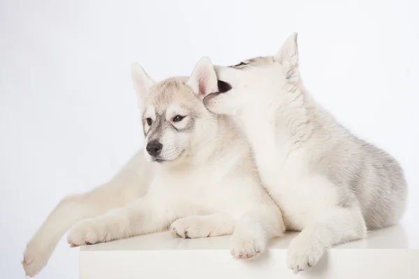 Cães husky siberianos — Fotografia de Stock