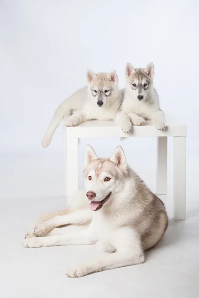 Siberian Husky dogs — Stock Photo, Image