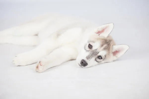 Siberian Husky dog — Stock Photo, Image