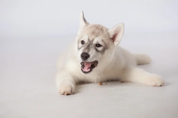 Sibirien Husky hund — Stockfoto