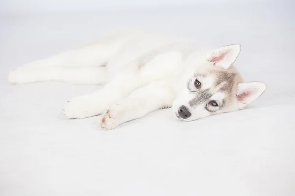 Siberiano Husky cão — Fotografia de Stock