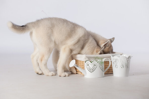 Сибирские хаски
