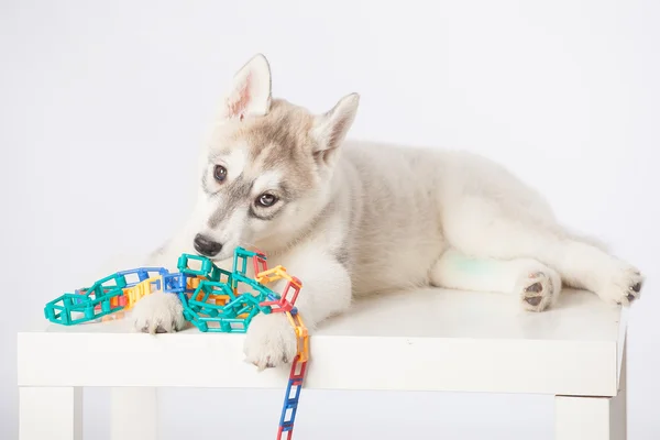 Sibiřský husky pes — Stock fotografie