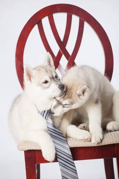 Psy husky syberyjskie — Zdjęcie stockowe