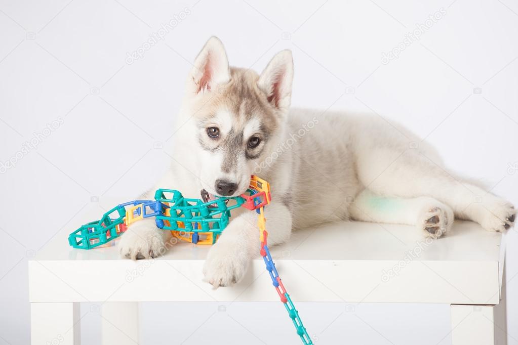 Siberian Husky dog