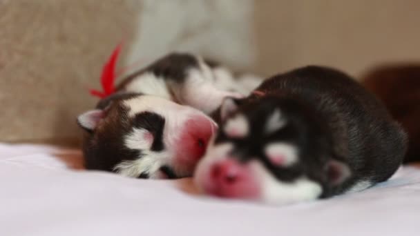 Nyfödda valpar sover — Stockvideo