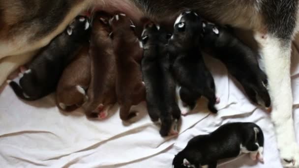 Filhotes de cachorro recém-nascidos Beber Leite — Vídeo de Stock