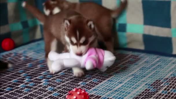 Husky cachorro jugando — Vídeos de Stock