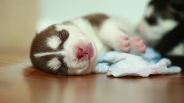 Newborn puppy moving in sleep — Stock Video