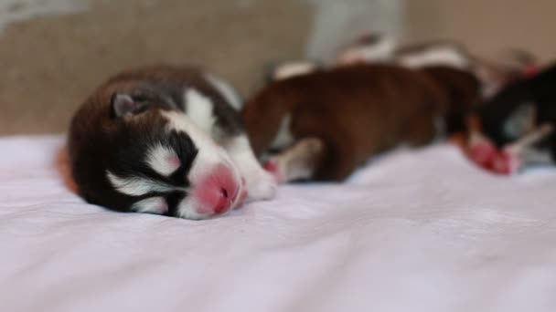 Yeni doğmuş yavru köpek uyuyor. — Stok video