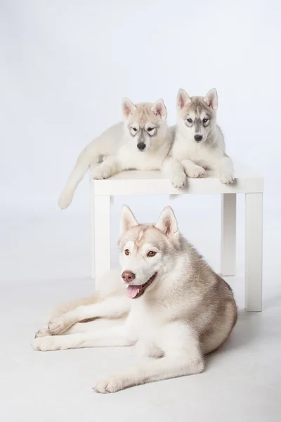 Siberian Husky puppies and adult dog — Stock Photo, Image