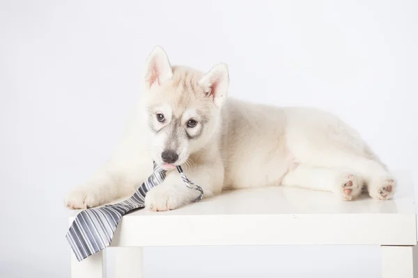 Chiot husky sibérien — Photo