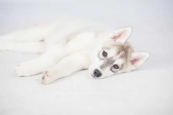 Chien Husky sibérien — Photo