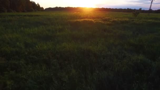 Vliegen openlijke weide in zonsondergang licht — Stockvideo