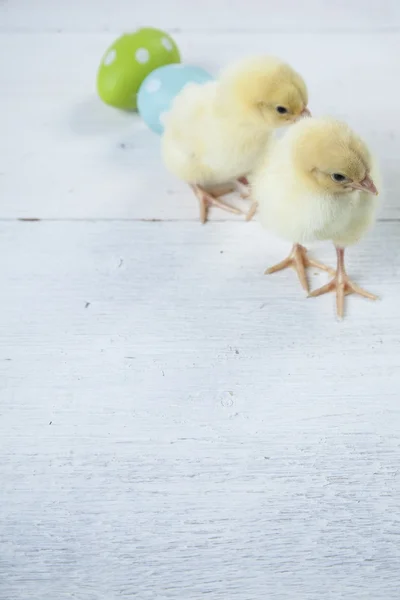 PaaS kip, eieren en decoratie op witte achtergrond — Stockfoto