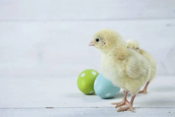 Påsk kyckling, ägg och dekoration på vit bakgrund — Stockfoto