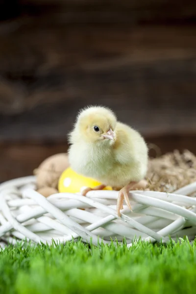 Easter chicken, eggs and decorations — Stock Photo, Image
