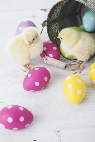 Pollo pasquale, uova e decorazione su sfondo bianco — Foto Stock