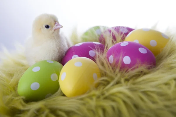 Молодая курица и пасхальные яйца на мягком фоне — стоковое фото