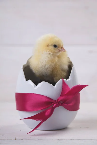 Pollo de Pascua, huevos y decoración sobre fondo blanco —  Fotos de Stock
