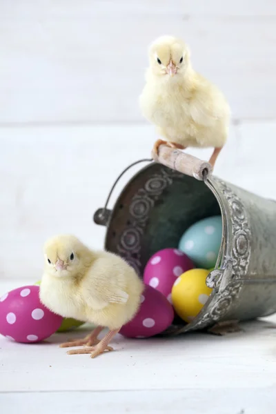 Poulet de Pâques, œufs et décoration sur fond blanc — Photo