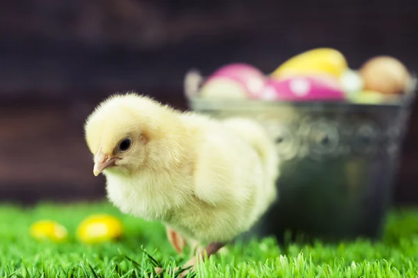 Seau plein d'œufs de Pâques et de poulet — Photo