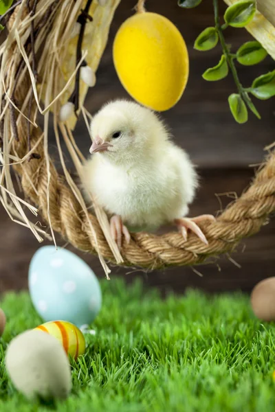 Easter chicken, eggs and decorations — Stock Photo, Image