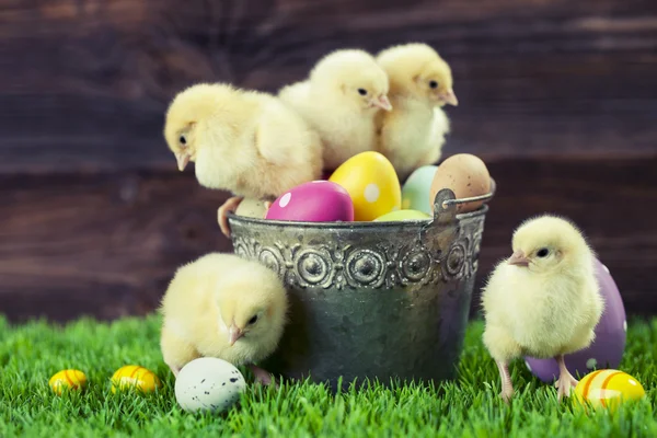 Secchio pieno di uova di Pasqua e pollo — Foto Stock